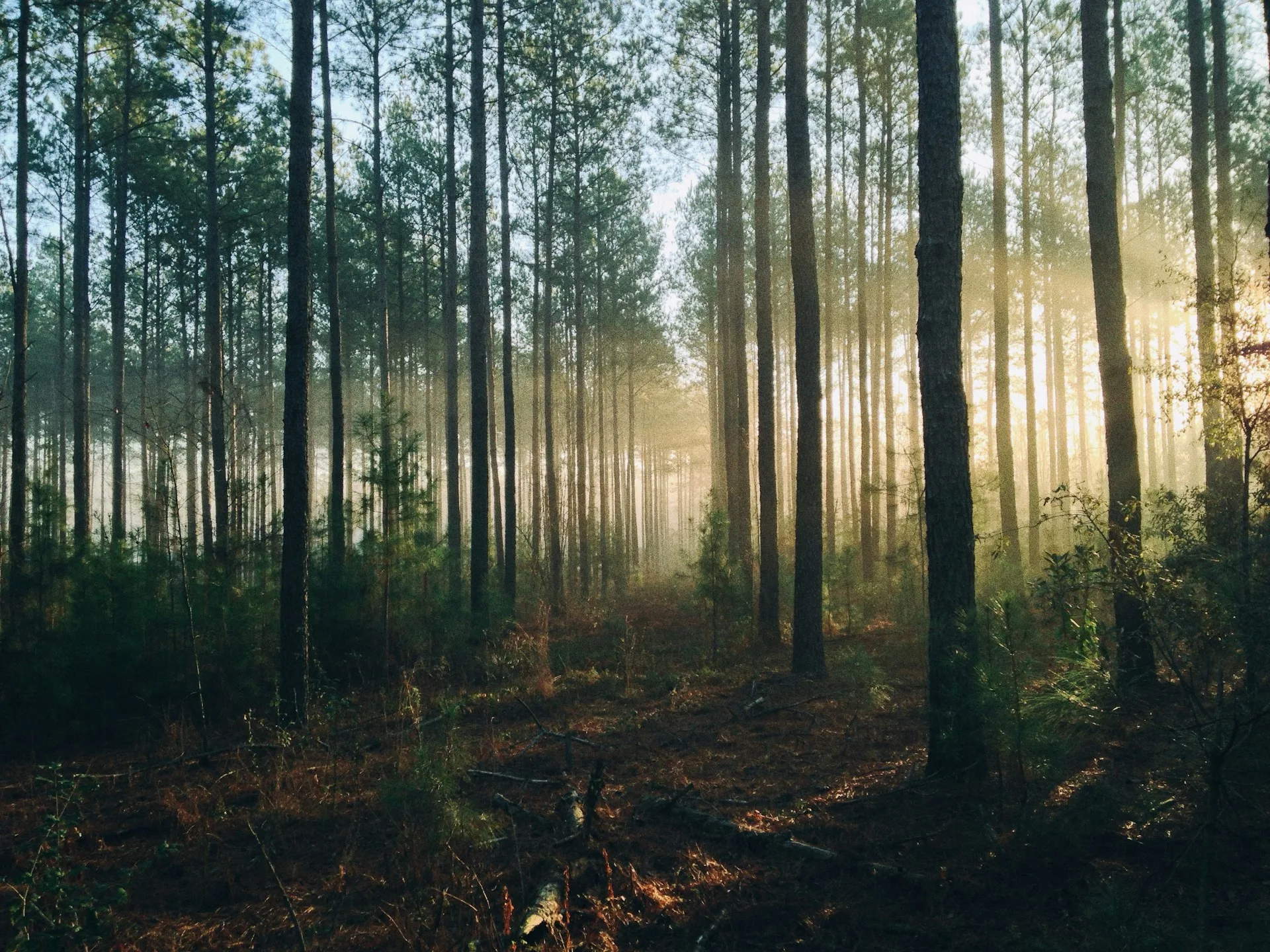 wisata hutan di indonesia