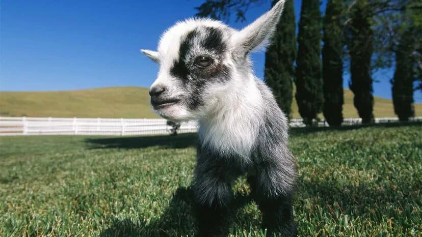 hewan peliharaan pygmy goat