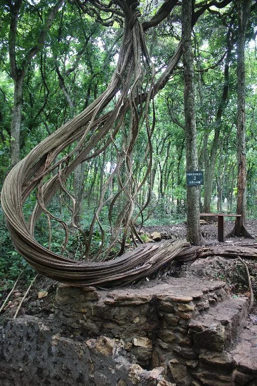 hutan trinil lamongan