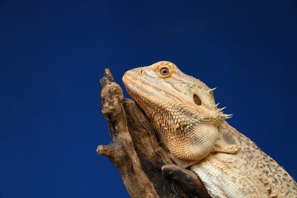 hewan peliharaan bearded dragon