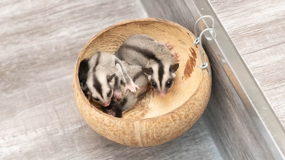 hewan peliharaan sugar glider