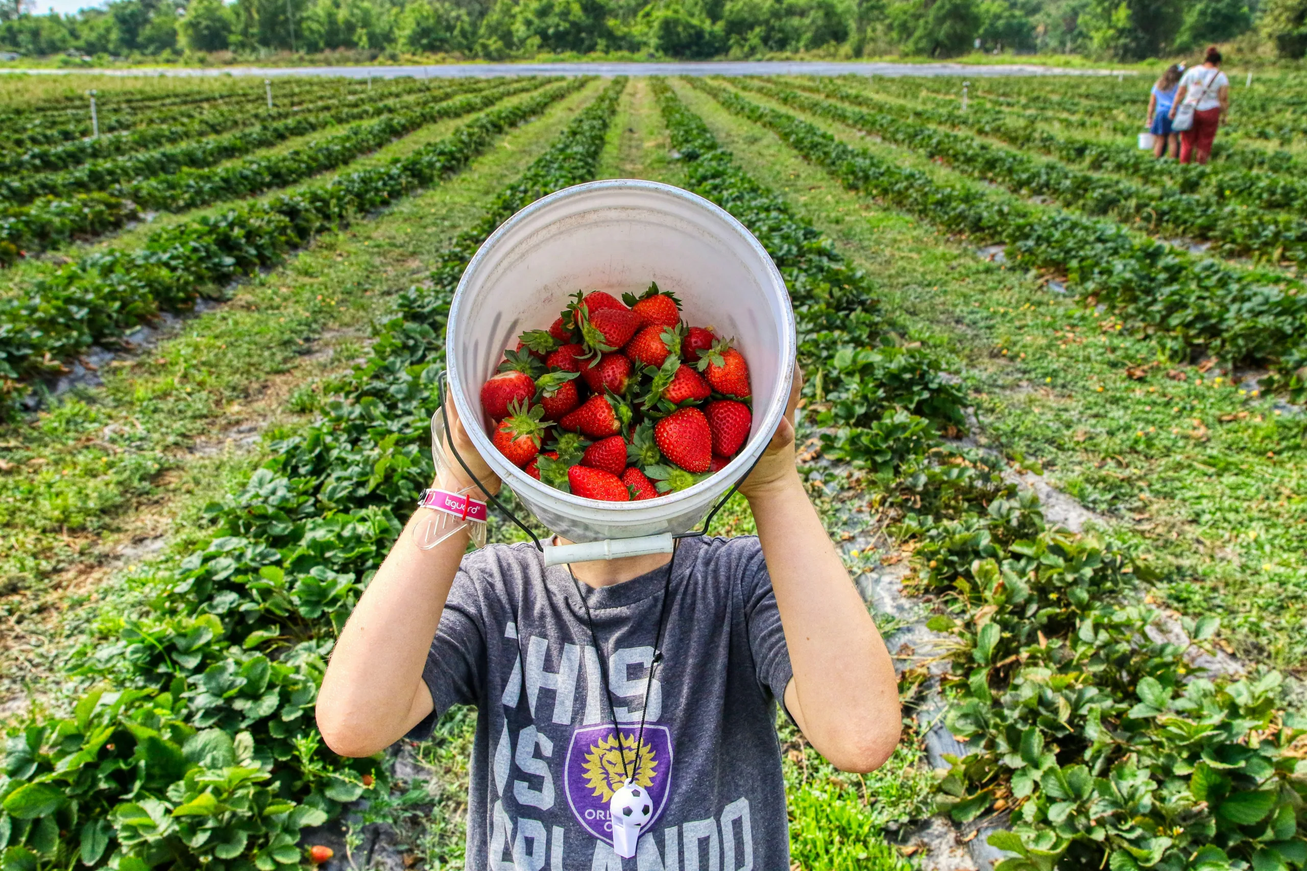 aktivitas petik strawberry padusan