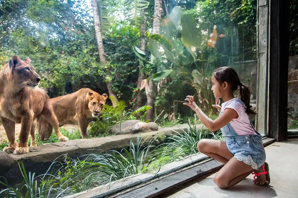 perbedaan bali zoo dan bali safari. anak kecil mengamati sepasang singa betina dari balik dinding kaca