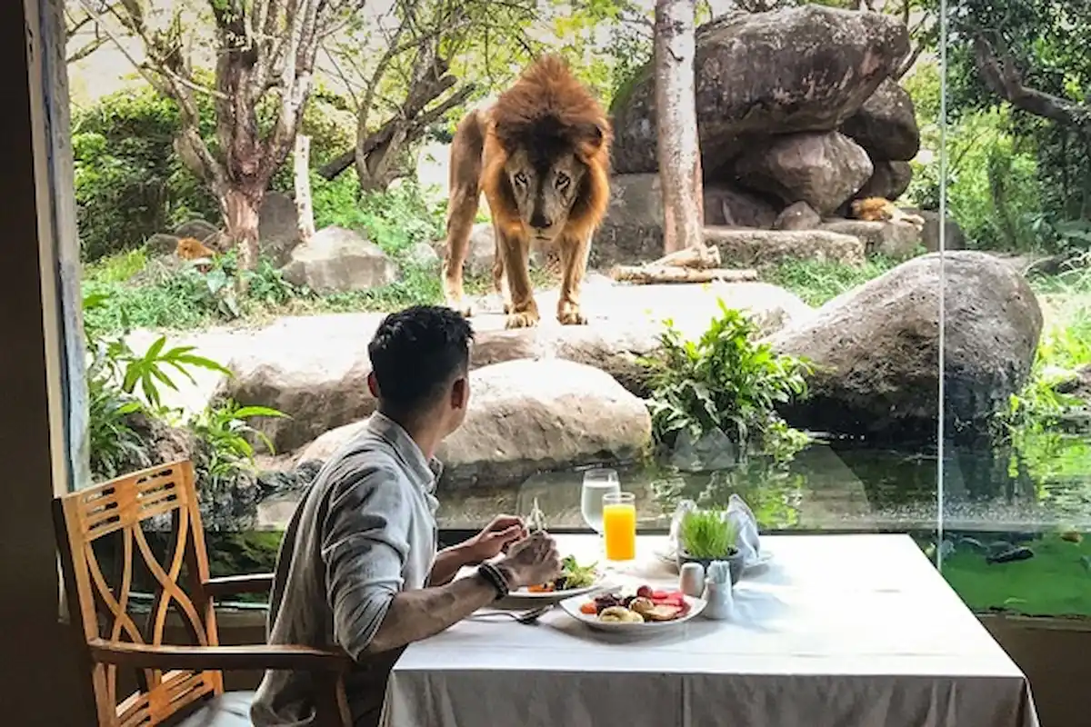 seorang laki-laki sedang menyantap makan siang di samping dinding kaca, ada seekor singa di baliknya
