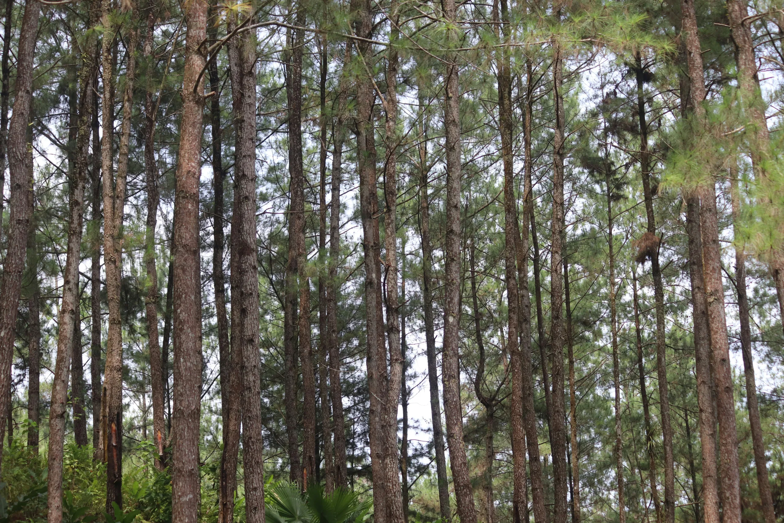 wisata hutan pinus bandung