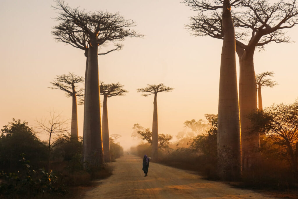 Baobab Avenue, Madagaskar