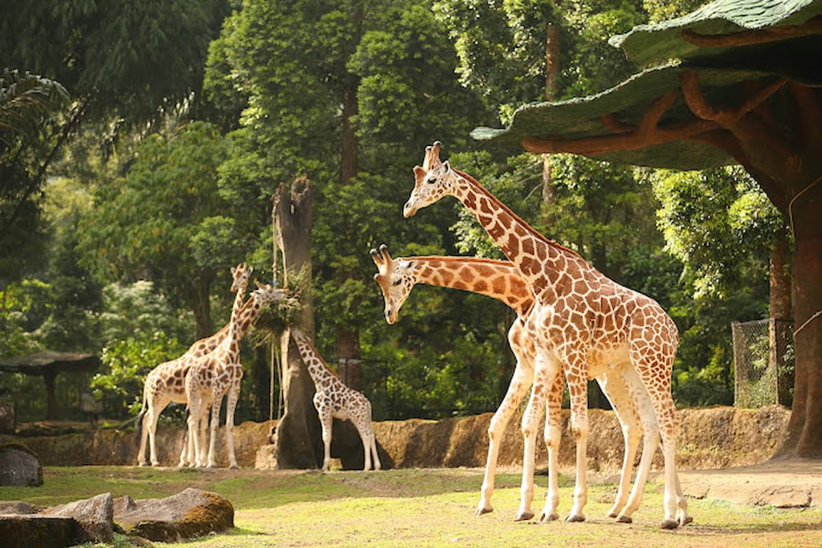 Taman Safari