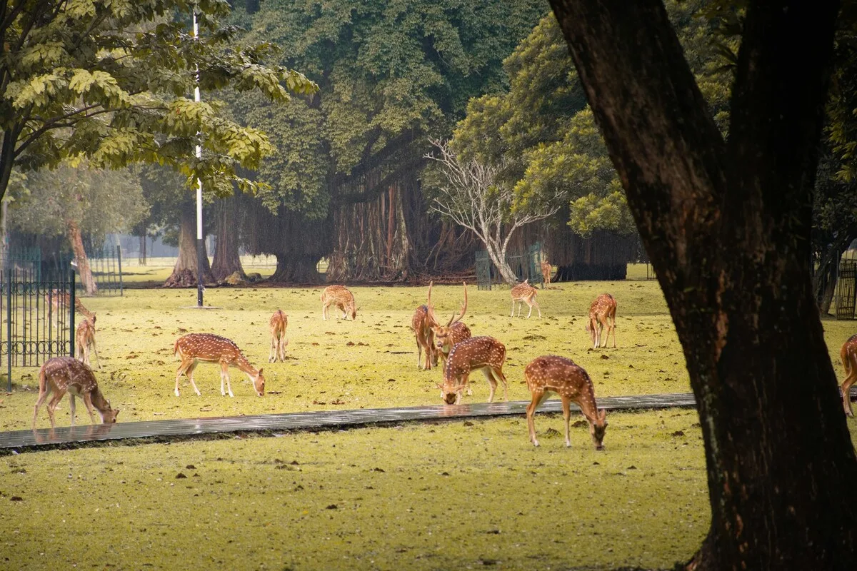 kebun raya bogor