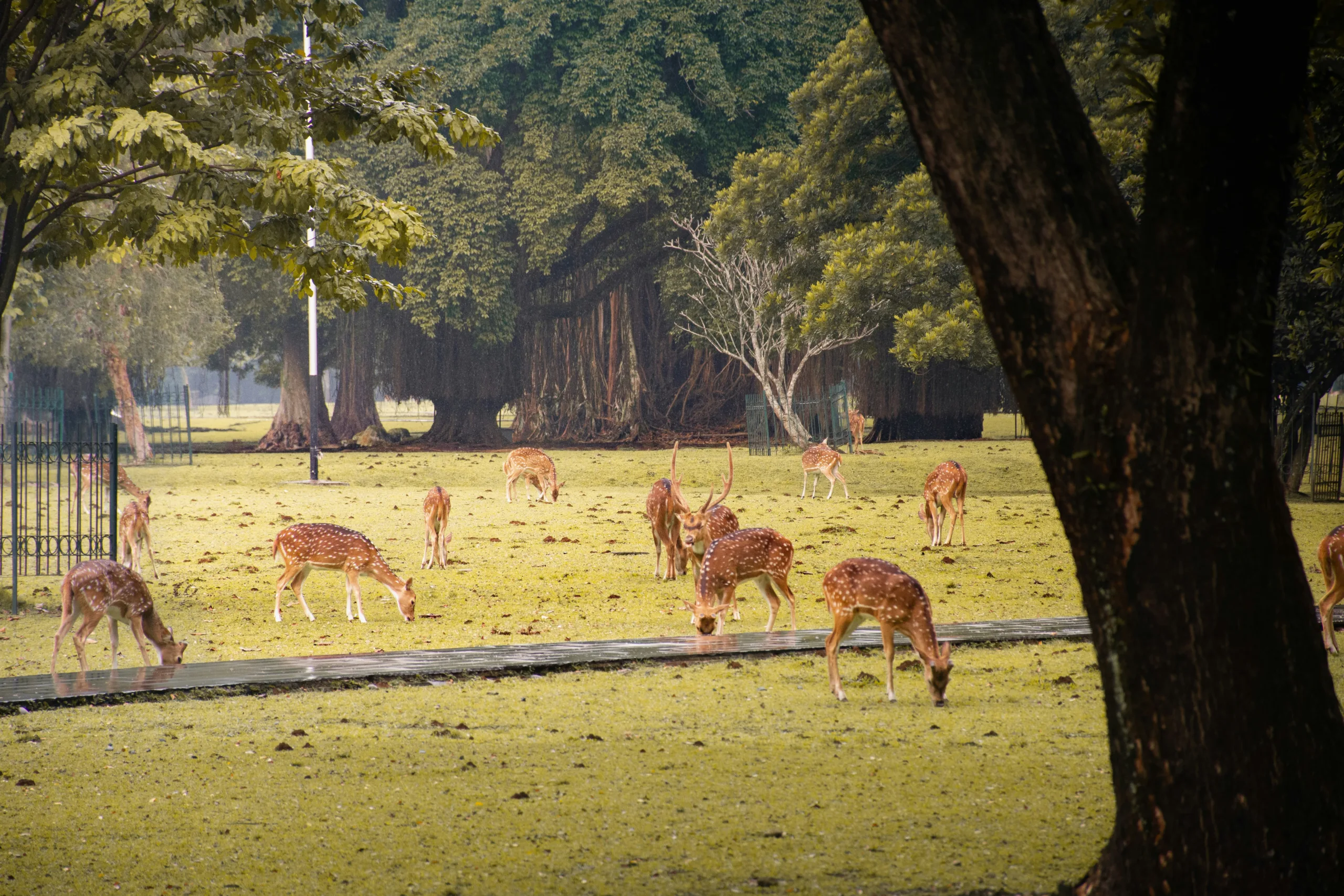 rusa istana bogor