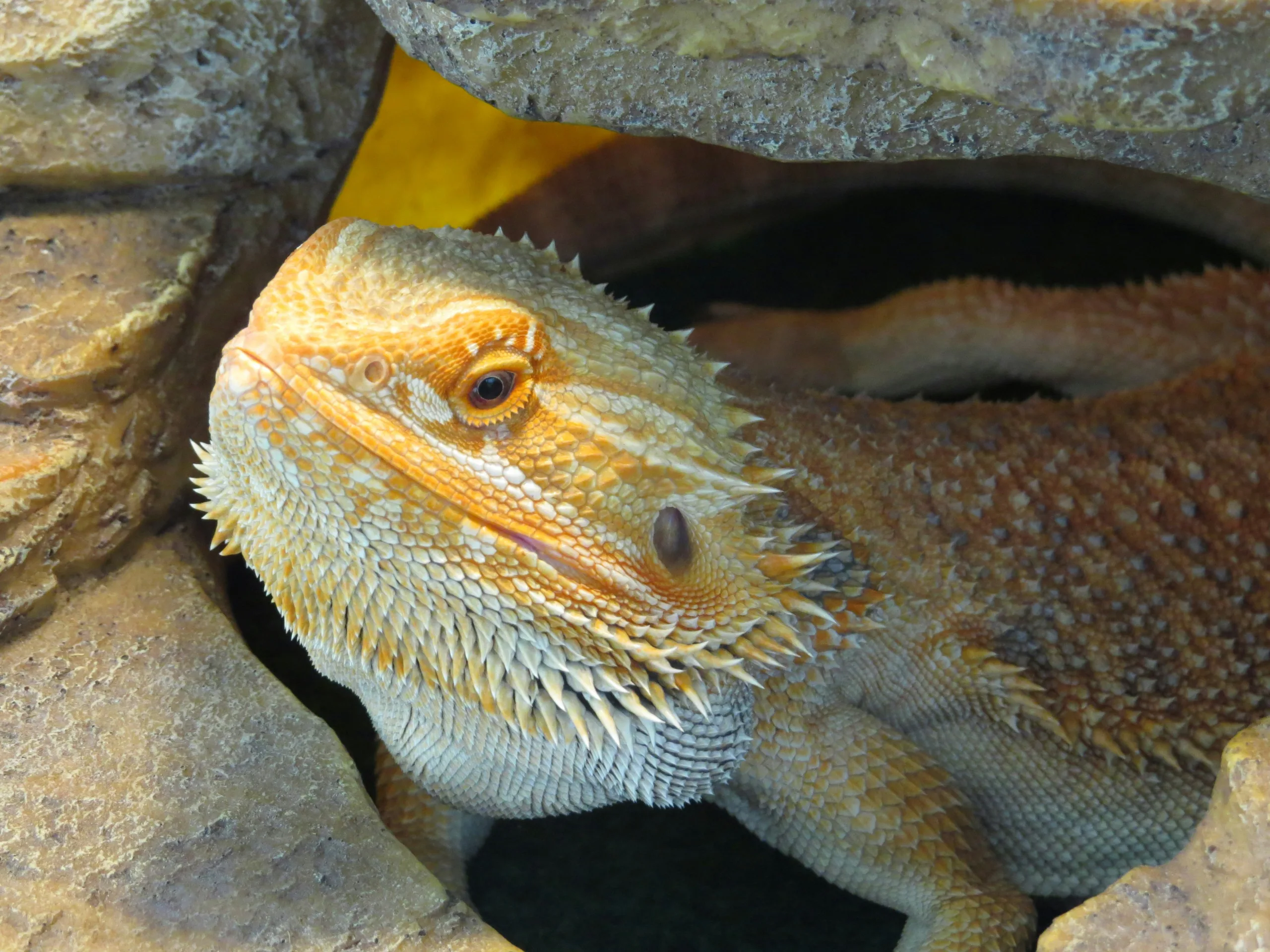 kenali bearded dragon naga berjanggut yang digandrungi pecinta reptil