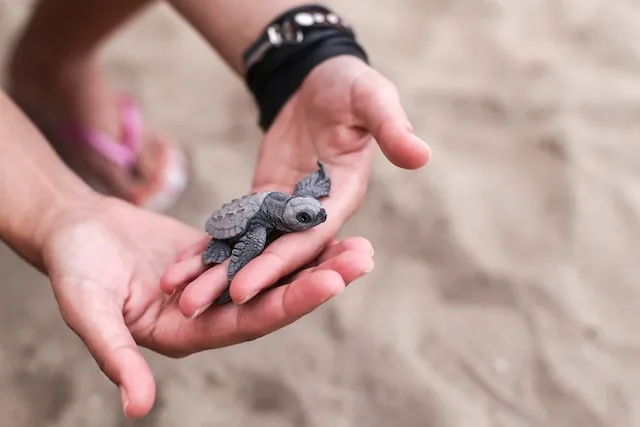 A pair of hands holding baby sea turtle
