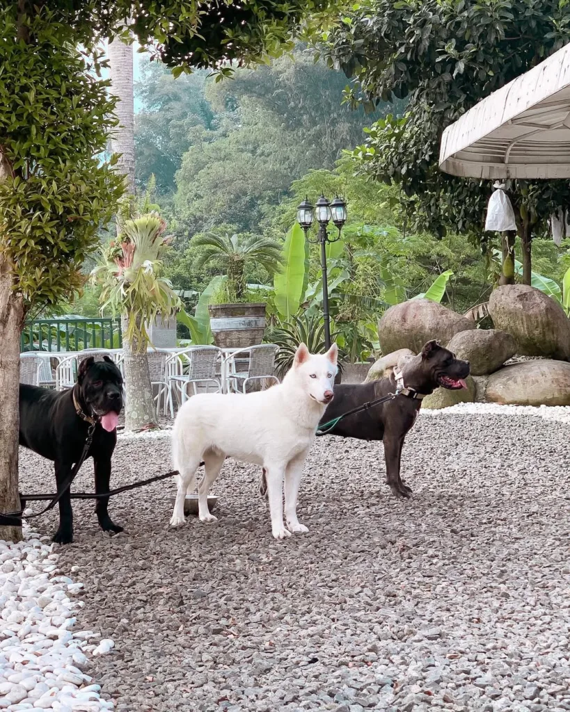 Tempat nongkrong di Bogor Pinggir Kali Coffee & Brunch