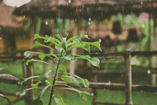 Bali weather in September - a picture of green sprout under the rain