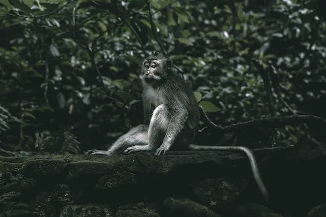 Monkey in Sacred Forest Sanctuary in Ubud Bali Indonesia - ubud tourist map