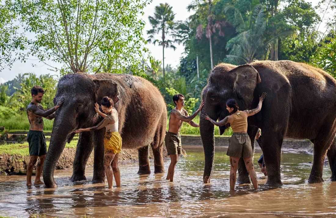 Four people and two elephants playing in an ankle-deep pool of mud. You can purchase this package along with breakfast with orangutans in Bali