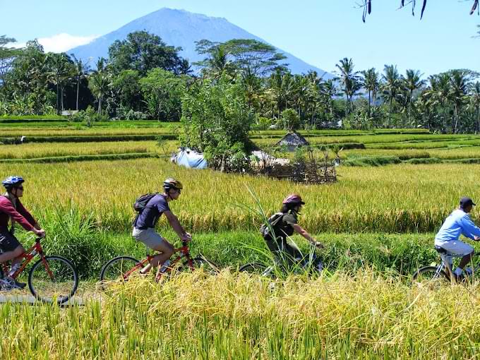 Four people on bikes cycling through rice fields - Ubud tourist map