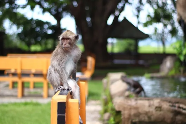 A picture of a monkey perched on an orange fence