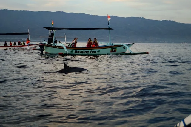 Dolphin watching in Lovina, good things to do in Bali with kids