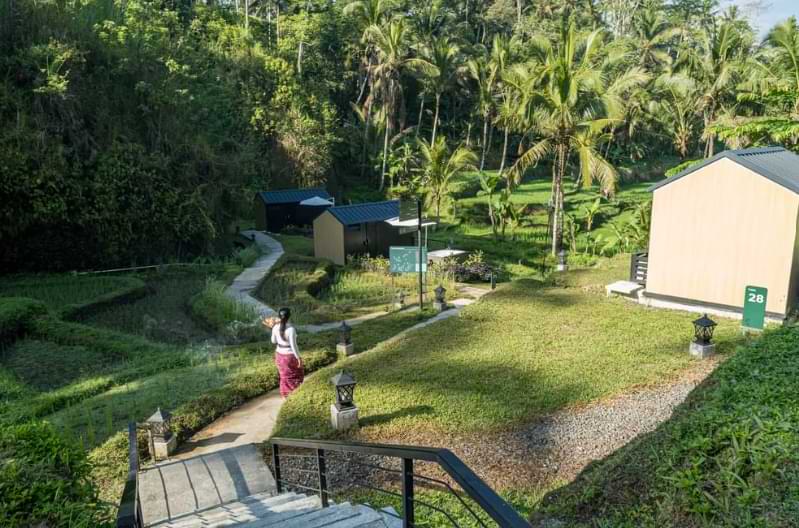 Several cabins located equidistant with each other amidst rice field-looking environment