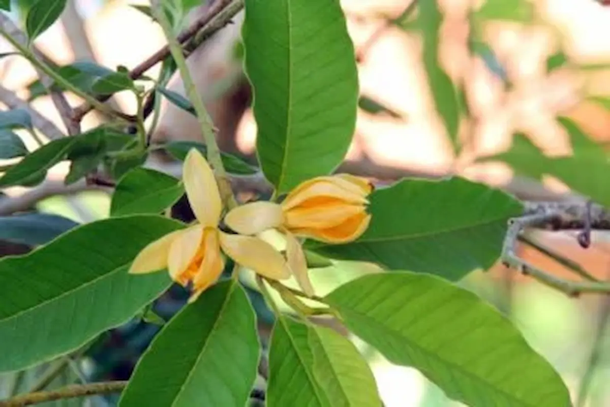 Cempaka (Michelia champaca)
