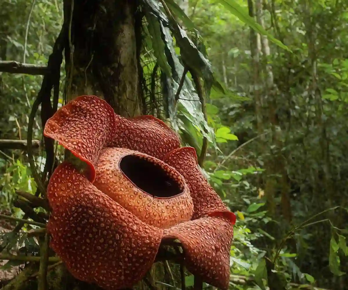 Jenis Kelamin Rafflesia Arnoldii dan Bunga Bangkai Berbeda