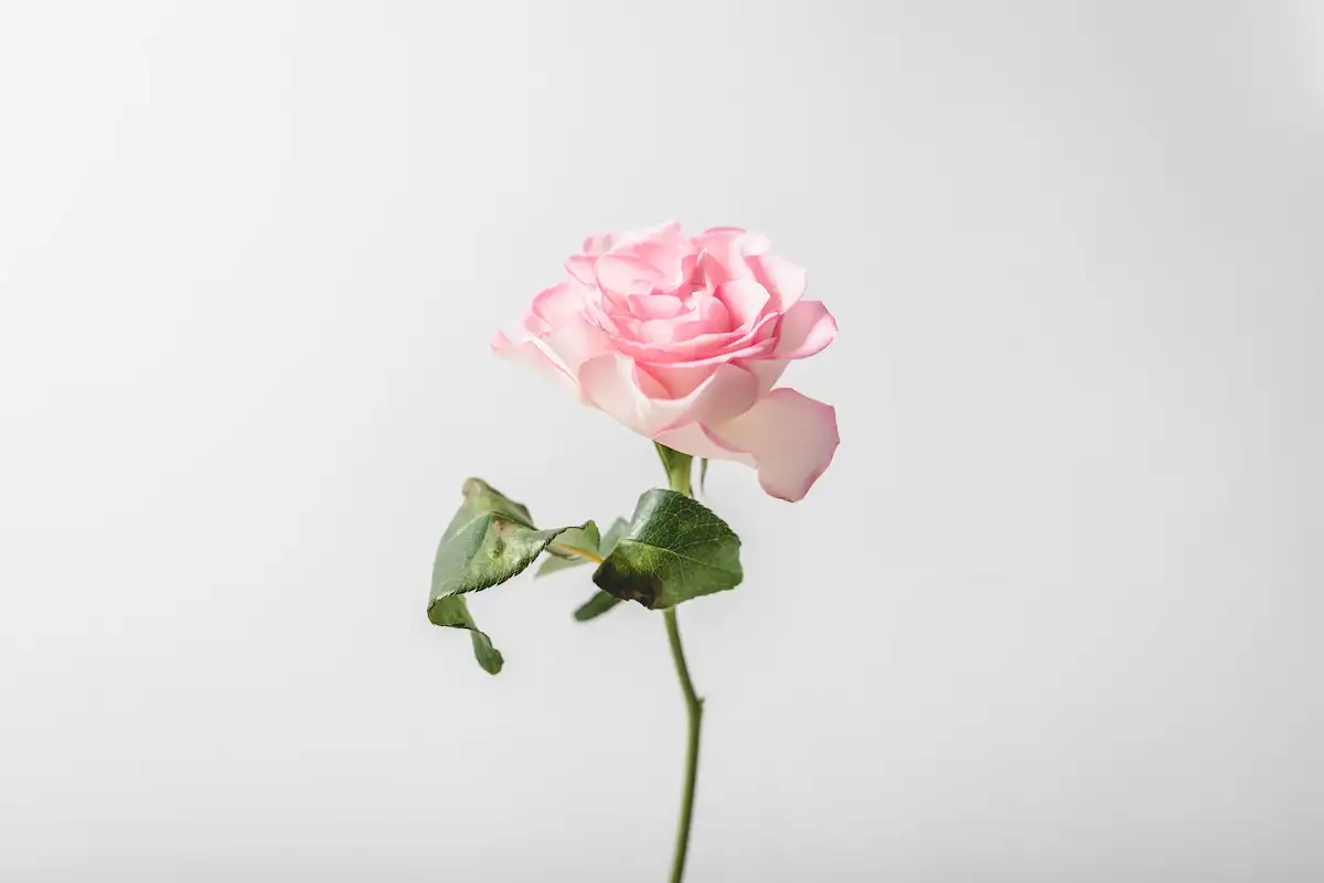 Mawar (Rosa spp.) Bunga Terwangi di Dunia