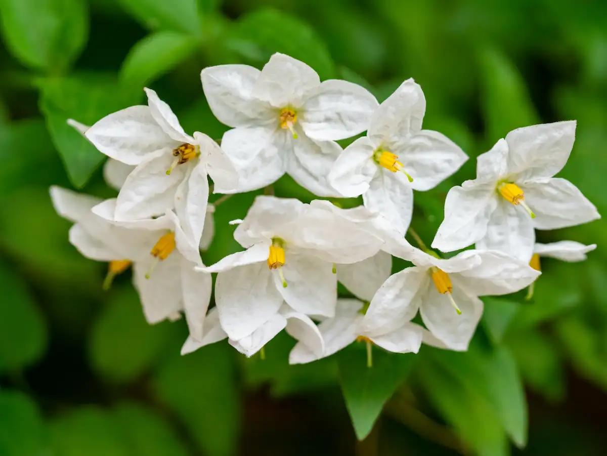 Melati (Jasminum spp.) 