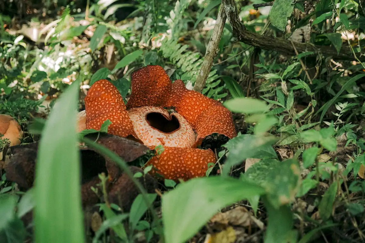 Perbedaan Bunga Bangkai dan Rafflesia Arnoldii dari Nama Latin