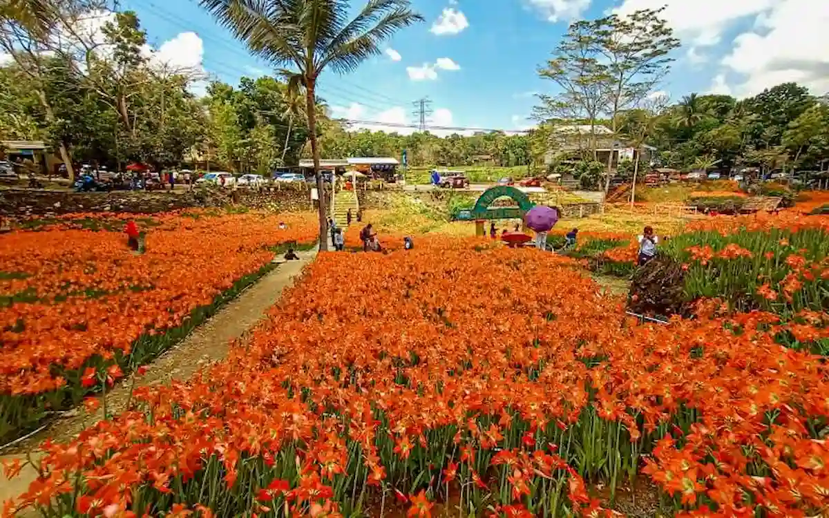 Taman Bunga Amarilis (Gunung Kidul, DIY)