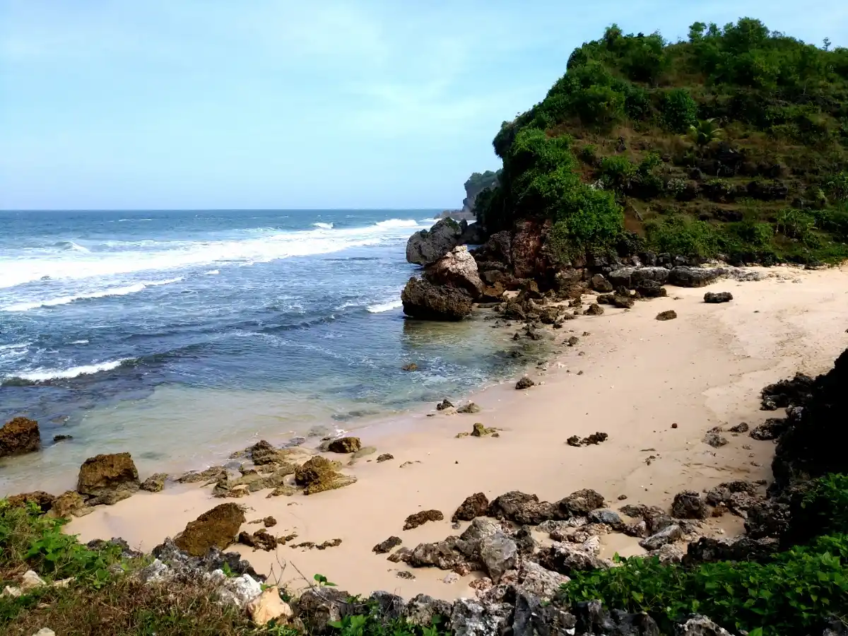 Biota Laut yang Menggemaskan di Pantai Butuh