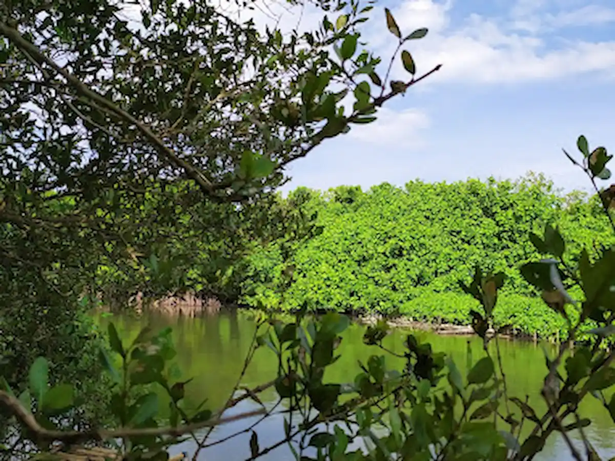 Hutan Mangrove