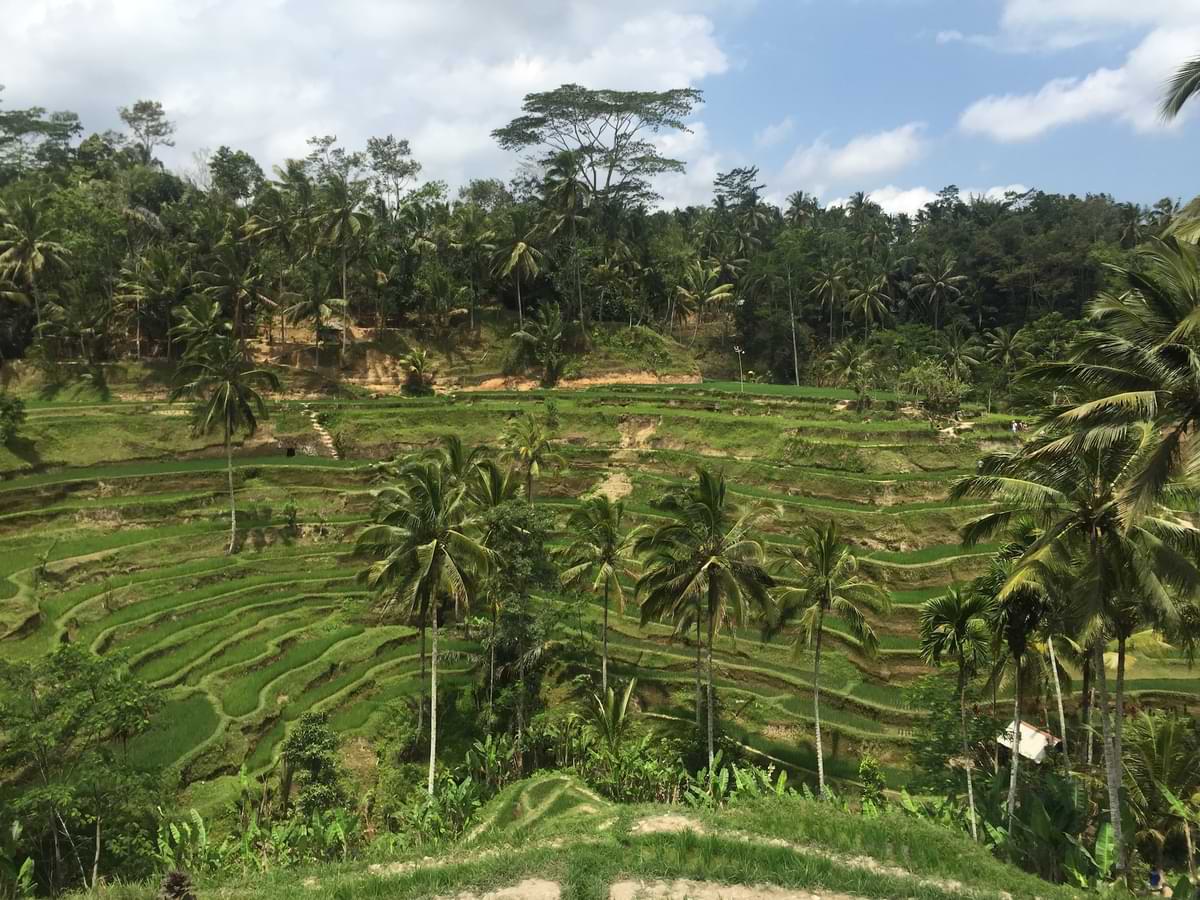 A view of rice terrace in Bali for your Ubud itinerary