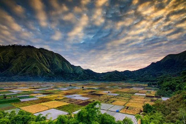 A huge stretch of earth-tone rice field - lombok itinerary