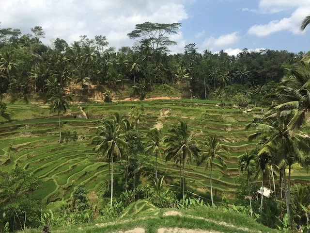 Rice terrace - how many days in Ubud