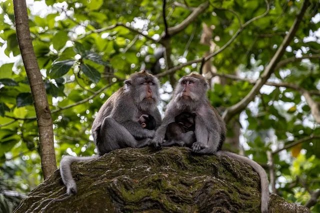A family of long-tailed monkeys
