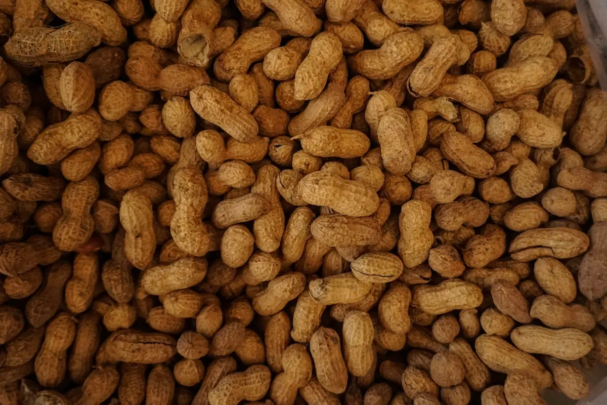 Kacang Sangrai