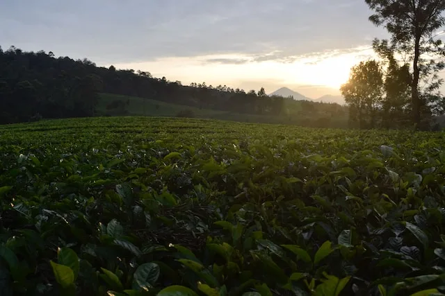 Tea plantation in Bandung