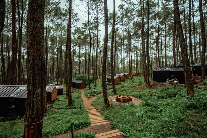 Bobocabin Cikole amidst pine trees
