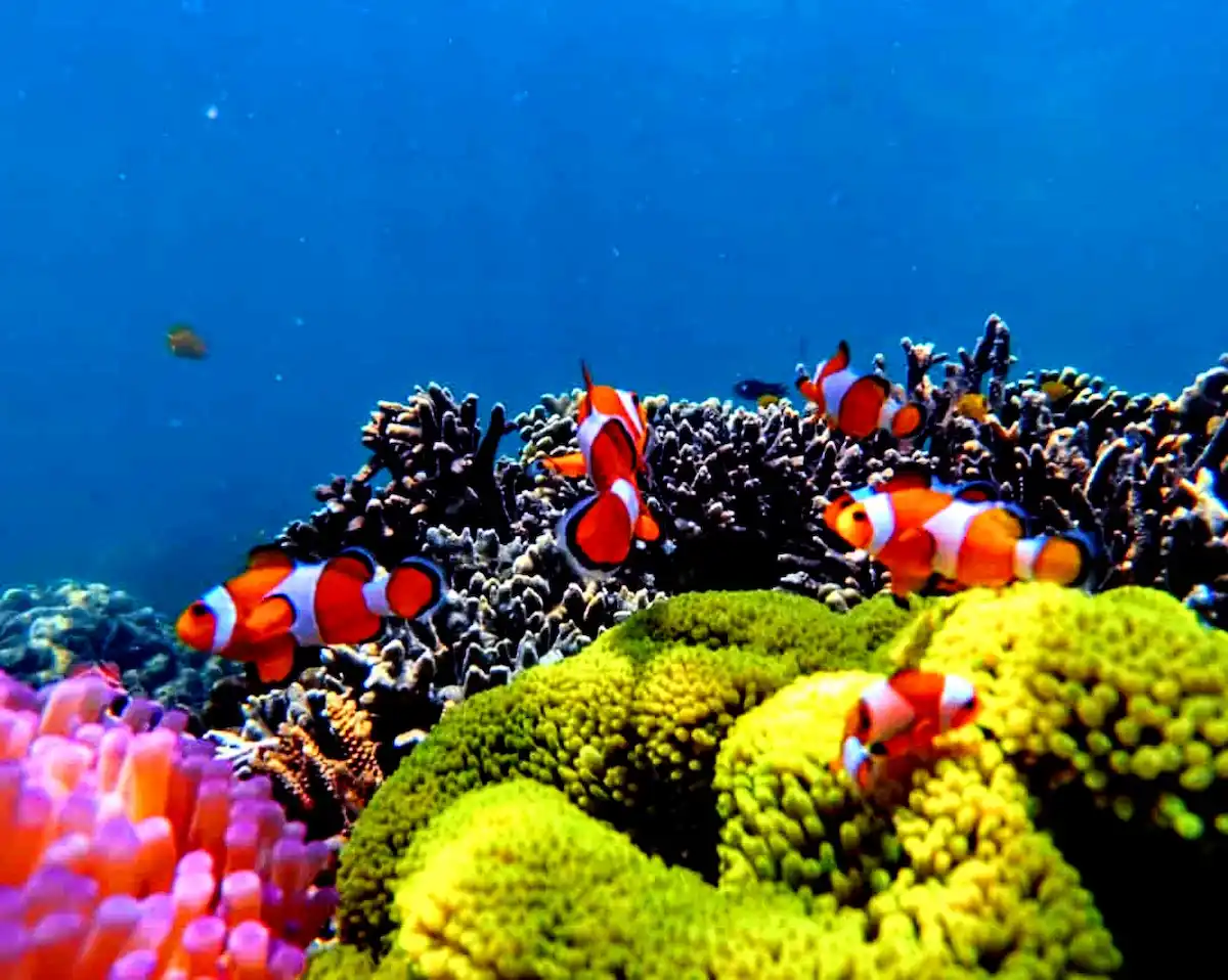 Bertemu Nemo