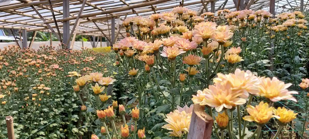 Setiya Aji Flower Farm