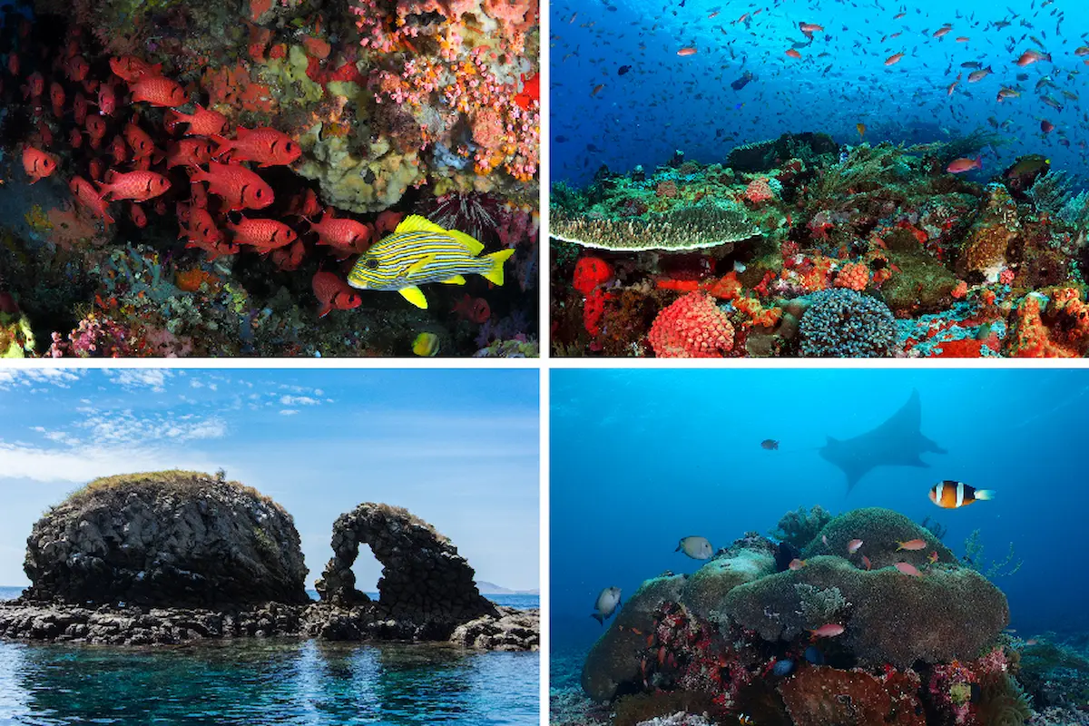 Discover Labuan Bajo’s Marine Life