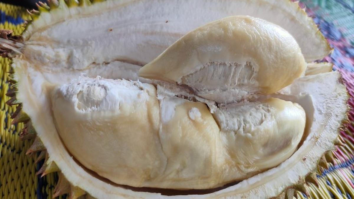 Durian Sinapeul