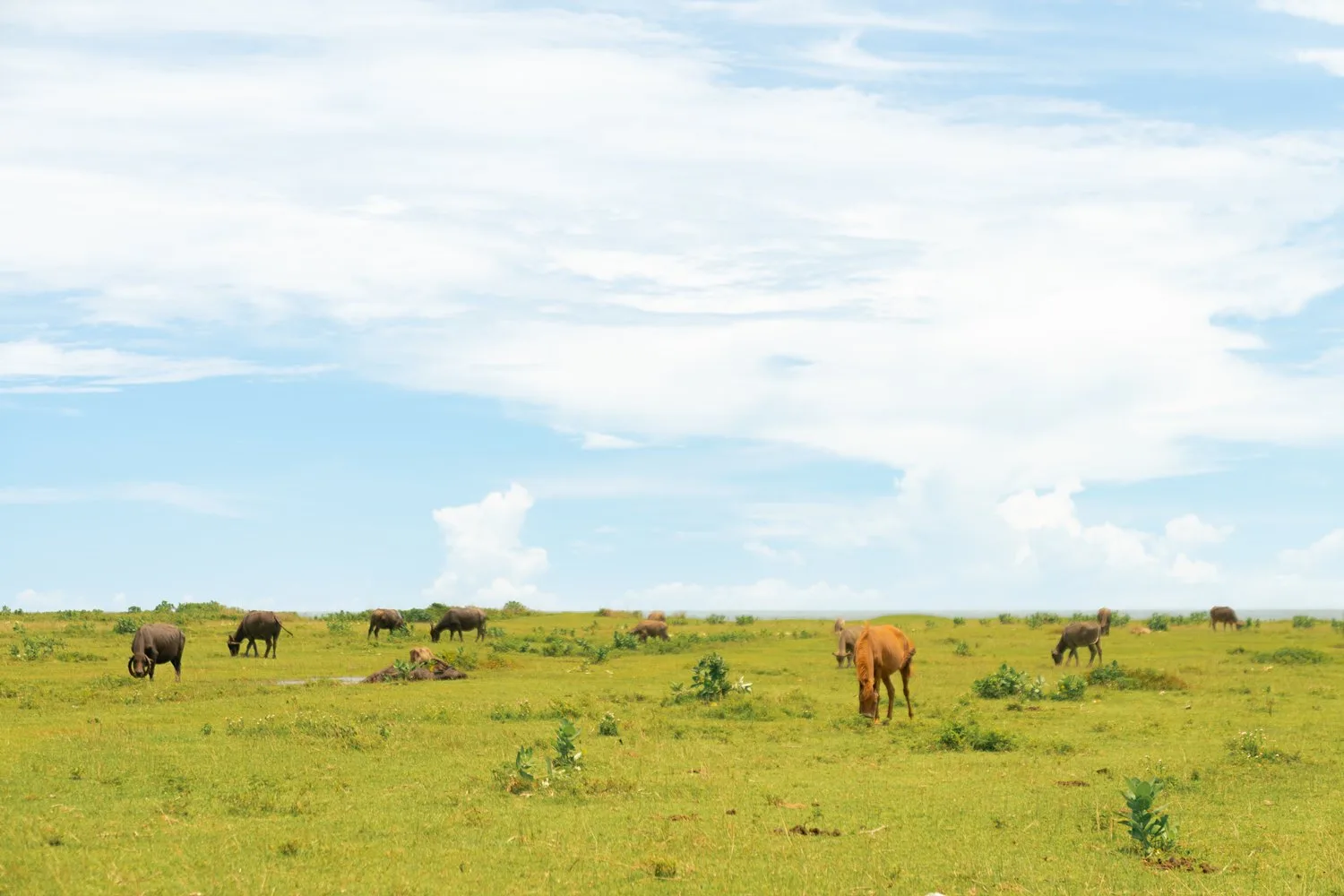 Bobocabin Umarato Sumba - kuda (6)