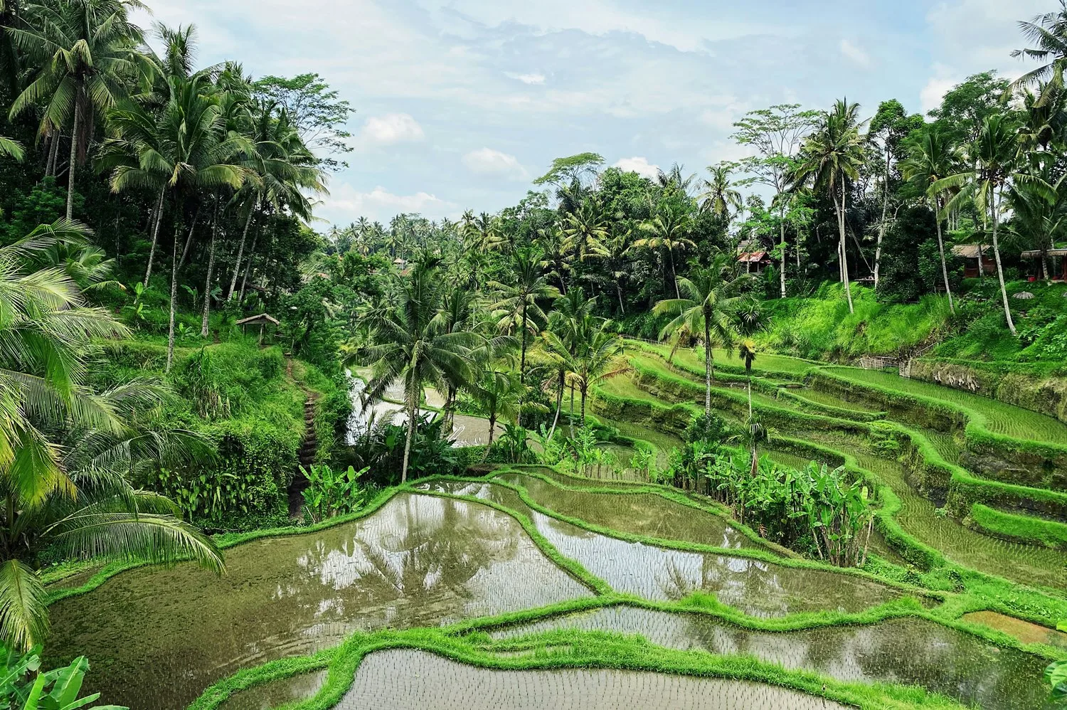 best things to do in ubud