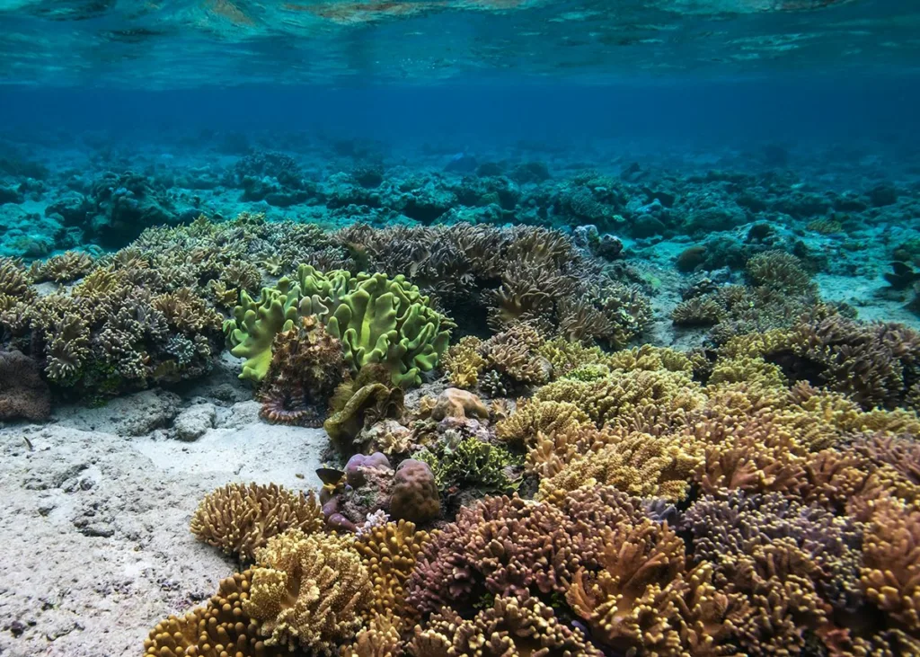 Bunaken Dive Sites