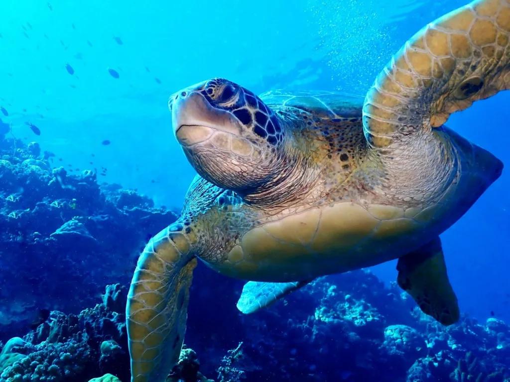 Bunaken in Manado Island - bunaken dive sites