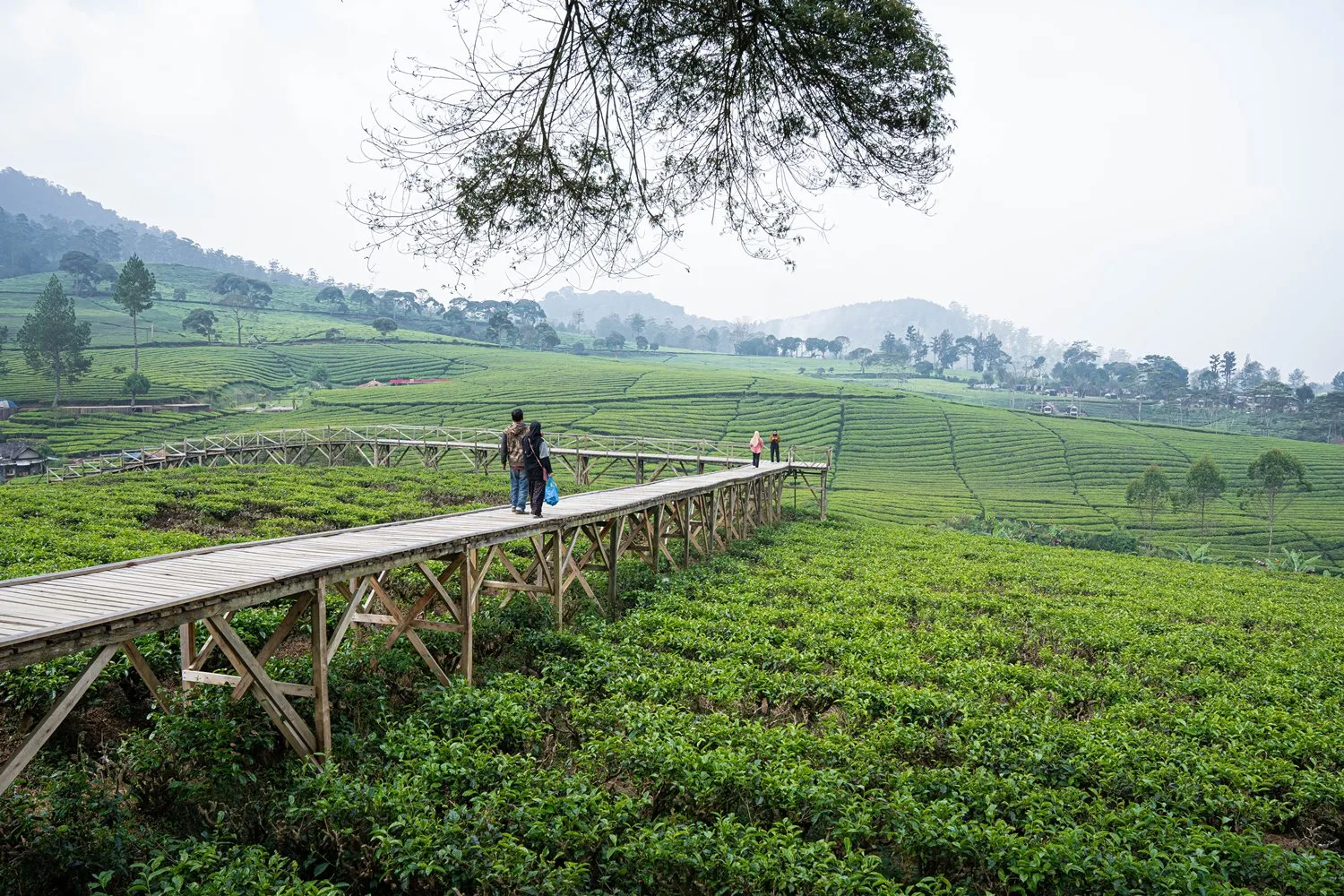 tea walk - Bobocabin Pangalengan