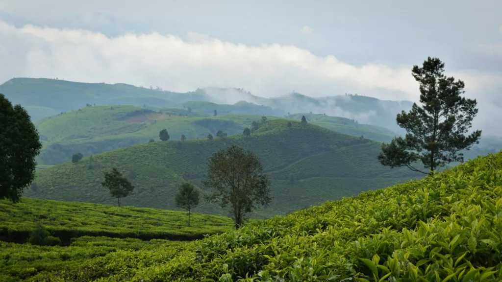 kebun teh - 24 jam di Sukawana Lembang