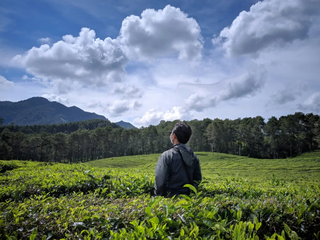 kebun teh sukawana - objek wisata Sukawana