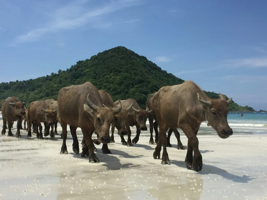 membersihkan lantai dengan kotoran kerbau - lombok